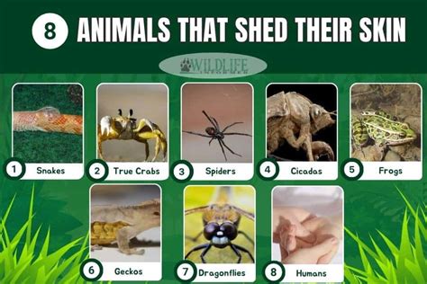 10 Animals That Shed Their Skin - A Fascinating Natural Process