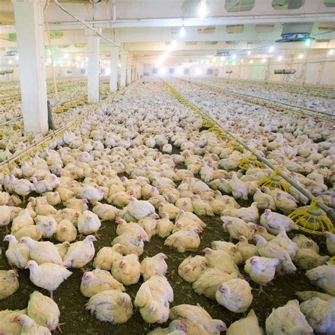 What Are Given To Animals In Factory Farms