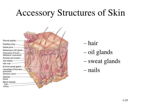 Discover the Essential Accessory Structures of the Skin