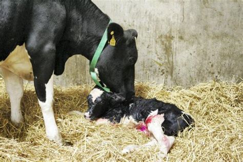 What Are The Causes Of Abortion In Farm Animals