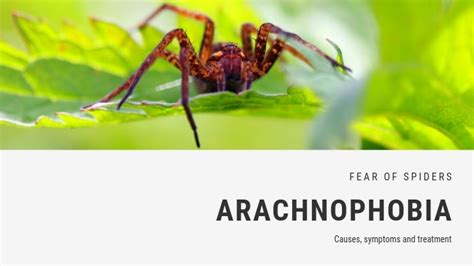 What Caused Arachnes Fears And Failures