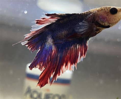 What Causes Betta Fin Rot