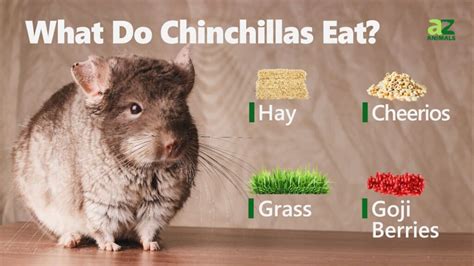 What Chinchillas Eat