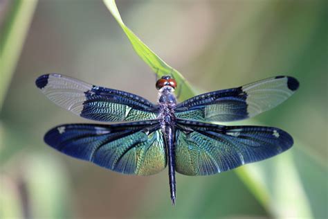 What Color Are Dragonflies