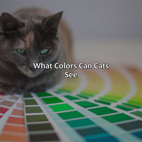 What Color Can Cats See