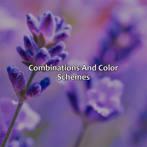 What Color Compliments Lavender