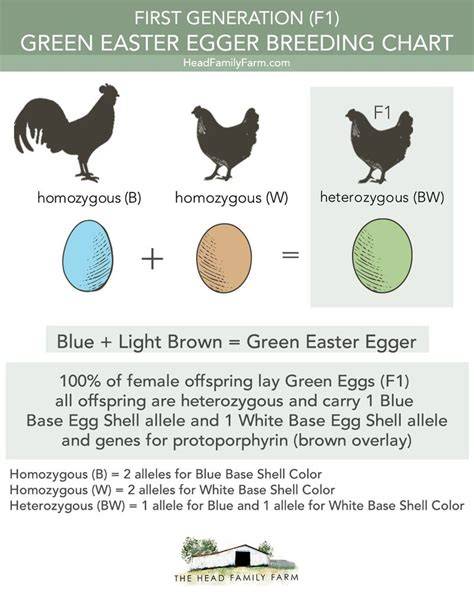 What Color Do Easter Eggers Lay