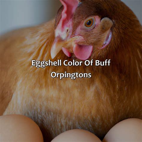 What Color Eggs Do Buff Orpingtons Lay