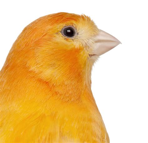 What Color Is A Canary