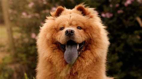 ChowChow Tongue Why Is It Blue? Reasons And Legends Pets Feed