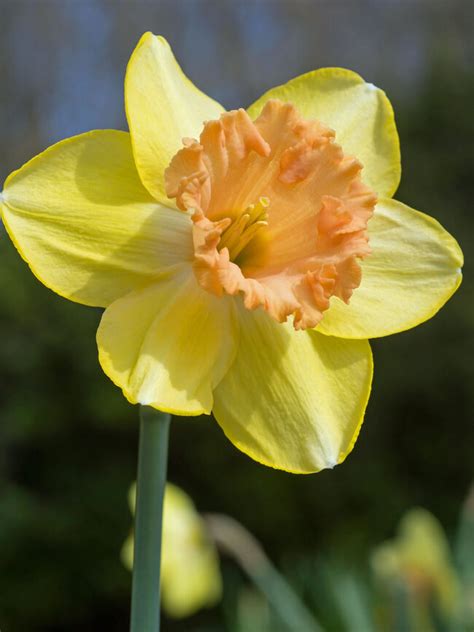 What Color Is A Daffodil