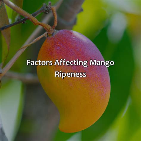 What Color Should You Look for When Picking a Ripe Mango