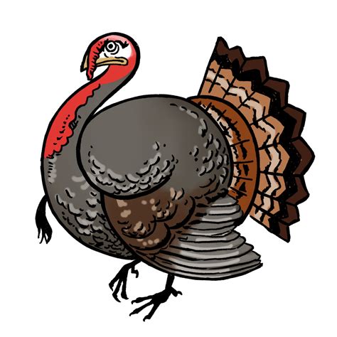 What Color Is A Turkey Drawing