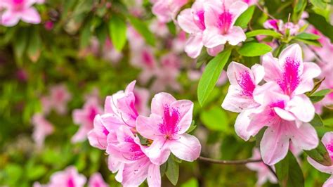 What Color Is Azalea