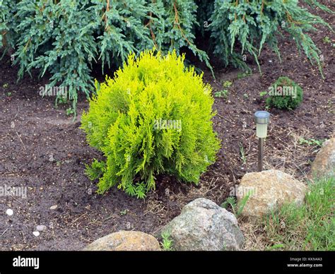 What Color Is Cypress