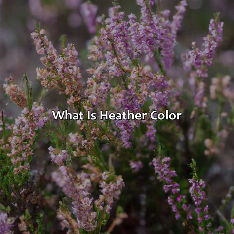 What Color Is Heather