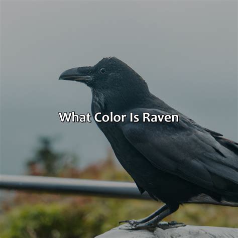 What Color Is Raven