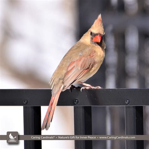 What Color Is The Female Cardinal