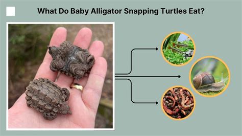 The Culinary Delights of Baby Snapping Turtles: Unveiling their Appetizing Diet