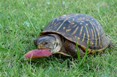 Discovering the Unexpected Joy of Caring for Box Turtles: Understanding What our Precious Pets Need to Eat