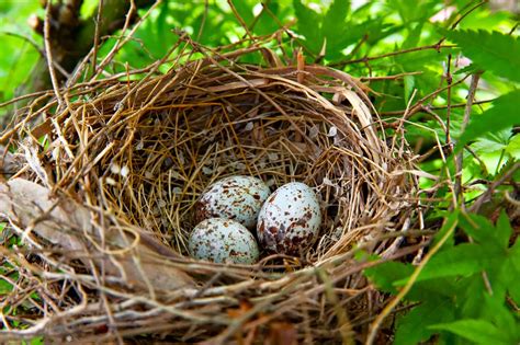 What Do Cardinal Eggs Look Like