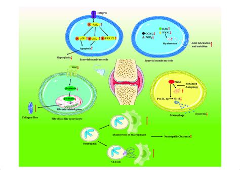 What Do Hyaluronidase And Kinase Have In Common