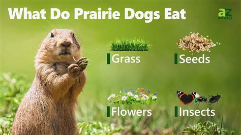 What Do Prairie Dogs Eat Instead