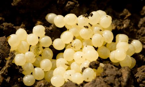 What Do Slug Eggs Look Like