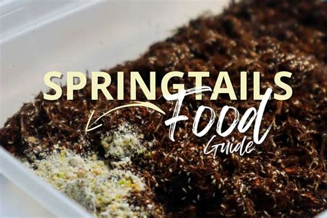 What Do Springtails Eat