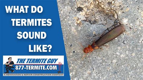 What Do Termites Sound Like