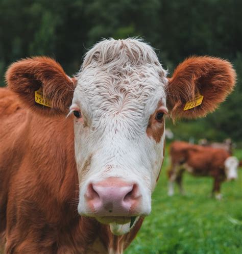 What Do Vegans Want To Do With Farm Animals