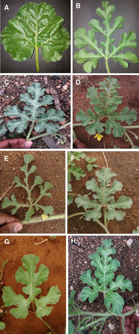 What Do Watermelon Leaves Look Like