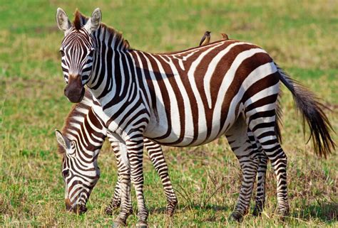 What Do You Call A Baby Zebra