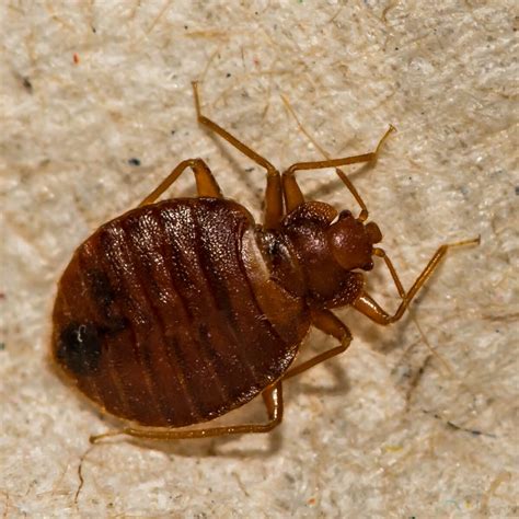What Does A Bed Bug Look Like