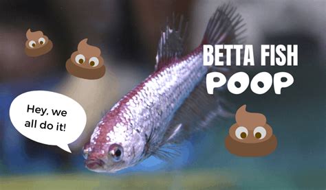 What Does Betta Fish Poop Look Like