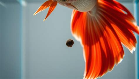 What Does Betta Poop Look Like