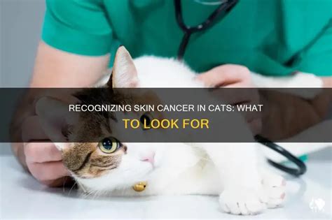 Unveiling the Feline Epidermis: Decoding the Appearance of Cat Skin Cancer
