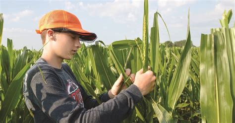 Detasseling corn hi-res stock photography and images - Alamy