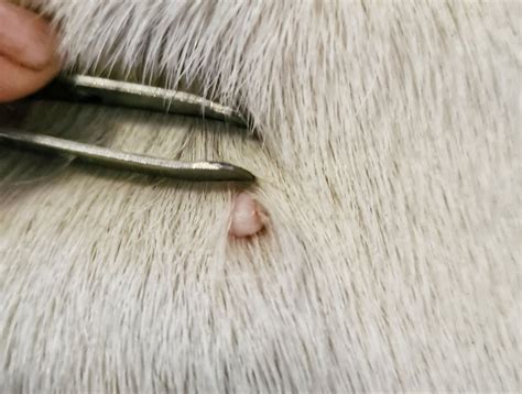 The Painful Reality of Skin Tags on Dogs Revealed: Understanding their Appearance and Impact