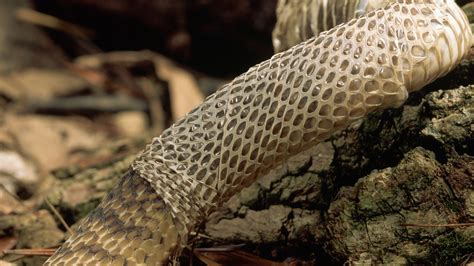 Discover the Striking Appearance of Snake Skin