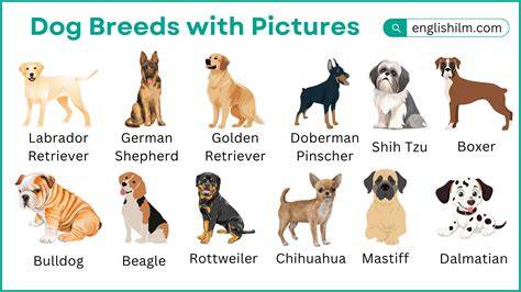 What Dog Breed