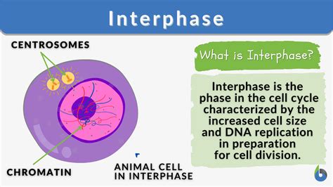 5.1.2 Interphase YouTube