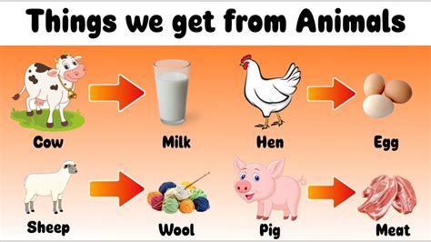 What Farm Animals Are Given Augmentin