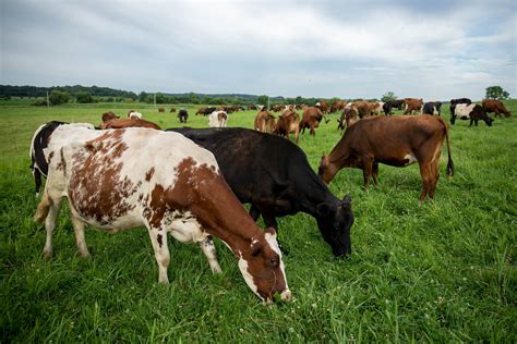 What Farm Animals Are In A Grassland