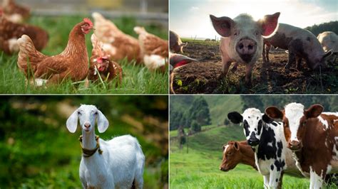 What Farm Animals Are The Most Profitable