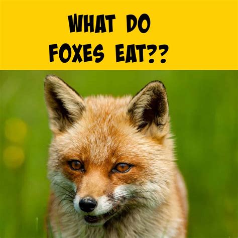 What Farm Animals Do Foxes Eat