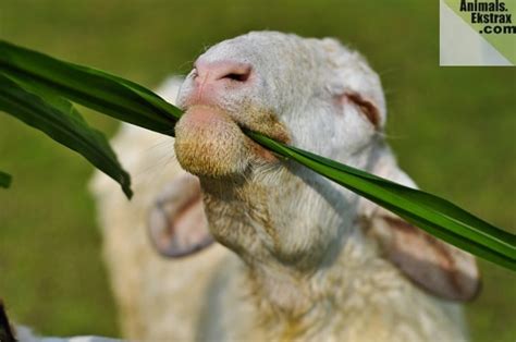 What Farm Animals Eat Bread