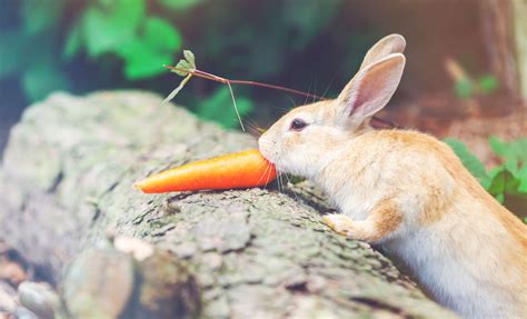 What Farm Animals Eat Carrots