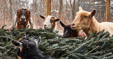 What Farm Animals Eat Christmas Trees