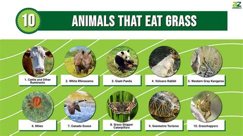 What Farm Animals Eat Grass